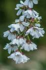 Washington State-Bellevue Cherry blossoms Art Print